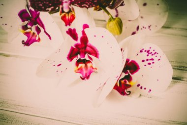Ahşap arka plan üzerinde orkide