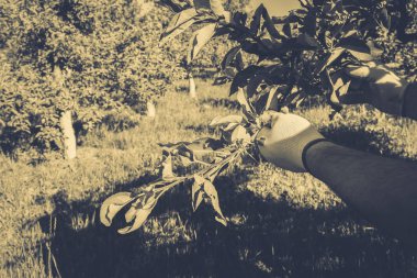 Bahçe Kur ve Sebze Bahçesi