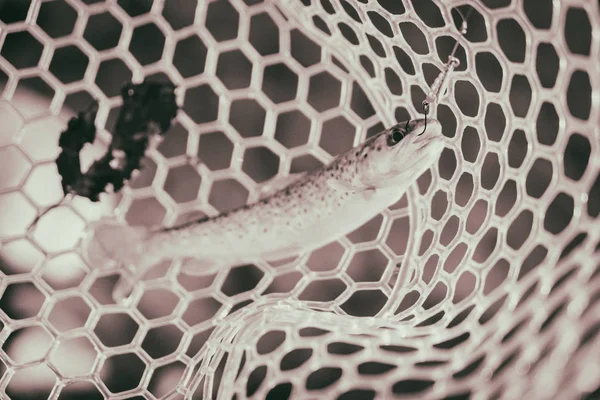 Πέστροφα που αλιεύονται από έναν ψαρά — Φωτογραφία Αρχείου