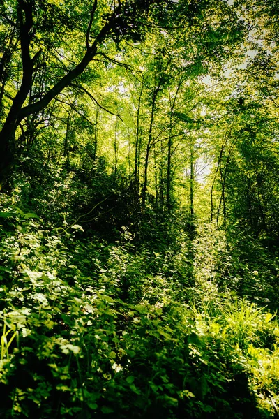 Magnífica naturaleza, hermosos bosques y prados —  Fotos de Stock