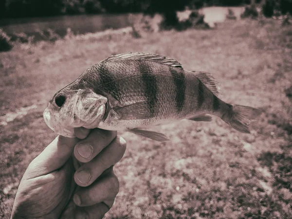 Fångad fisk i handen av en fiskare — Stockfoto