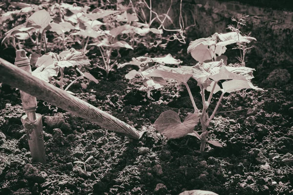 庭で野菜を育て — ストック写真