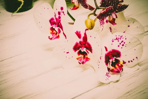Ahşap beyaz zemin üzerine güzel çiçekler