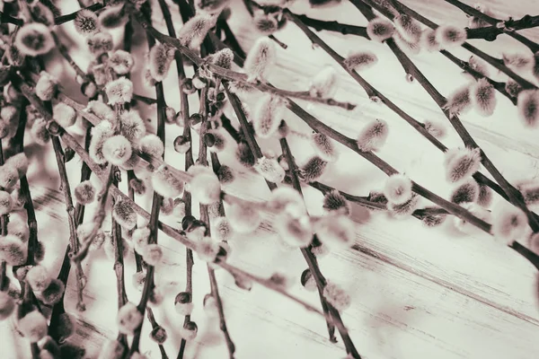 在白色背景上的柳树枝 — 图库照片