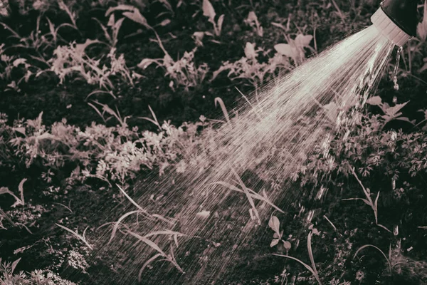 Watering vegetables in the garden — Stock Photo, Image