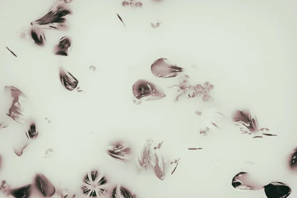 Soyut arka plan. Sütlü banyoda çiçekler — Stok fotoğraf