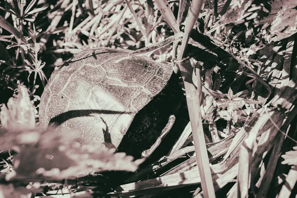 Marsh schildpad — Stockfoto