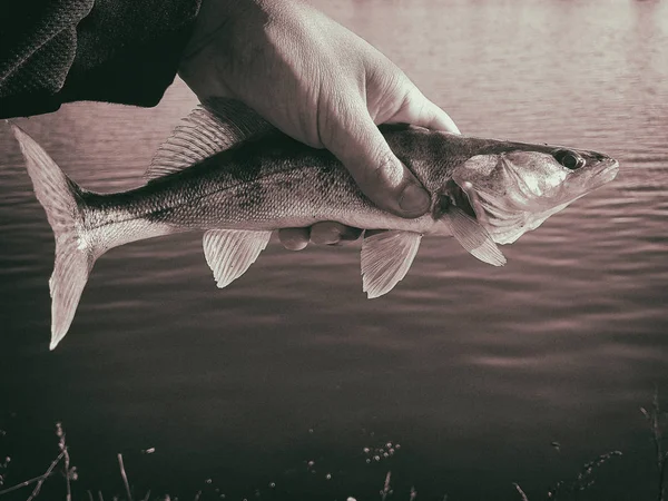 Στο χέρι του ένας ψαράς που αλιεύονται ψάρια — Φωτογραφία Αρχείου