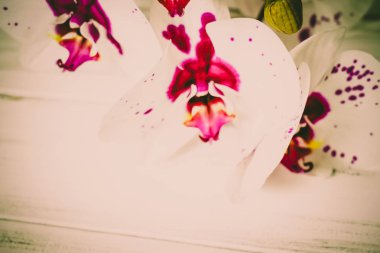 Ahşap arka plan üzerinde orkide