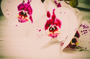 Ahşap arka plan üzerinde orkide