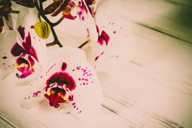 Ahşap arka plan üzerinde orkide
