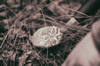 Ormanda mantar kesimler