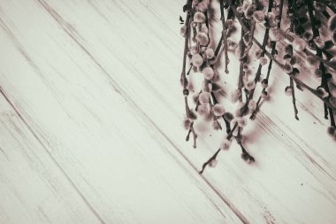 Beyaz bir arka planda söğüt dalları