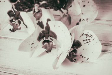 Ahşap arka plan üzerinde orkide