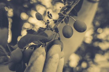 Bahçe Kur ve Sebze Bahçesi