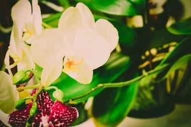 Ahşap beyaz zemin üzerine güzel çiçekler