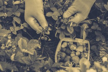 Bahçedeki yabani çilek toplama işlemini