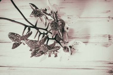 Ahşap beyaz zemin üzerine güzel çiçekler