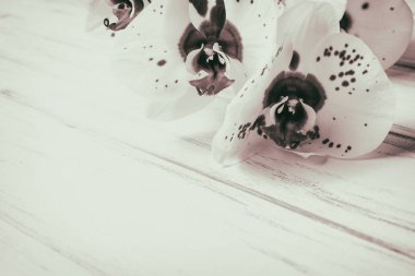 Ahşap beyaz zemin üzerine güzel çiçekler