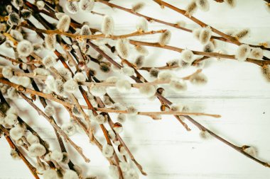 Beyaz bir arka planda söğüt dalları