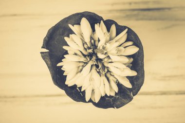 Kardelen ahşap arka plan üzerinde