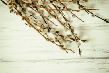 Beyaz bir arka planda söğüt dalları