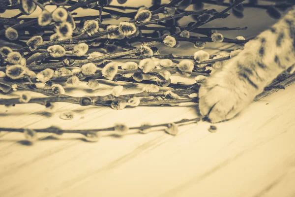 Gato em um fundo de madeira. Salgueiro — Fotografia de Stock