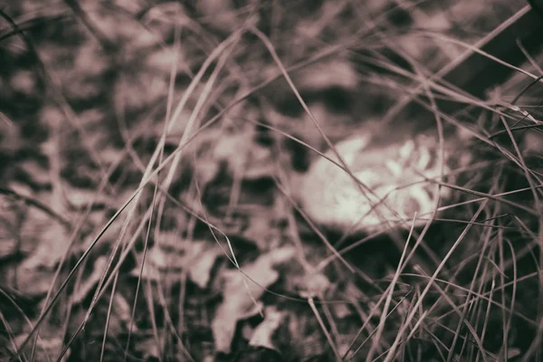 森林里的蘑菇插枝 — 图库照片