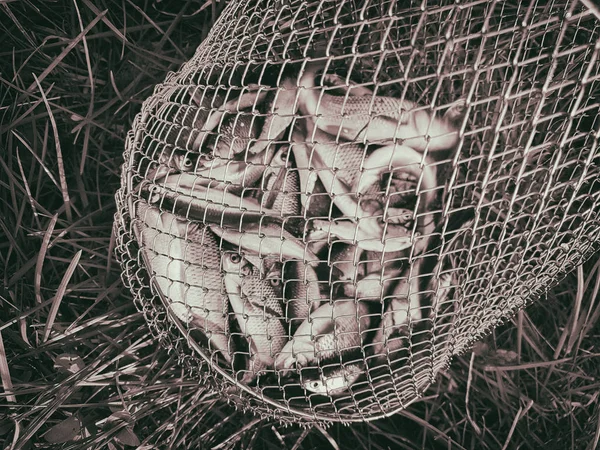 Poissons dans une grille métallique pour poissons — Photo