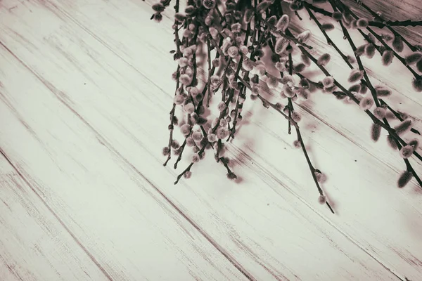 Branches de saule sur fond blanc — Photo