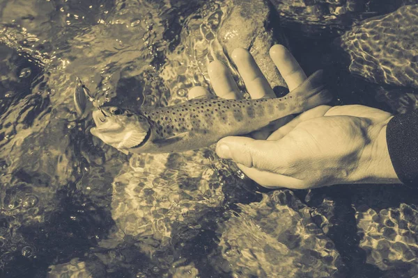 Pesca de truchas en un río de montaña —  Fotos de Stock