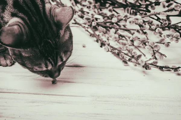 Gato em um fundo de madeira. Salgueiro — Fotografia de Stock