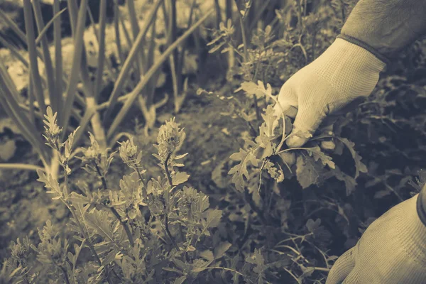 El concepto de jardinería —  Fotos de Stock