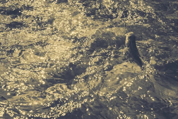 Pesca da truta no rio da montanha — Fotografia de Stock