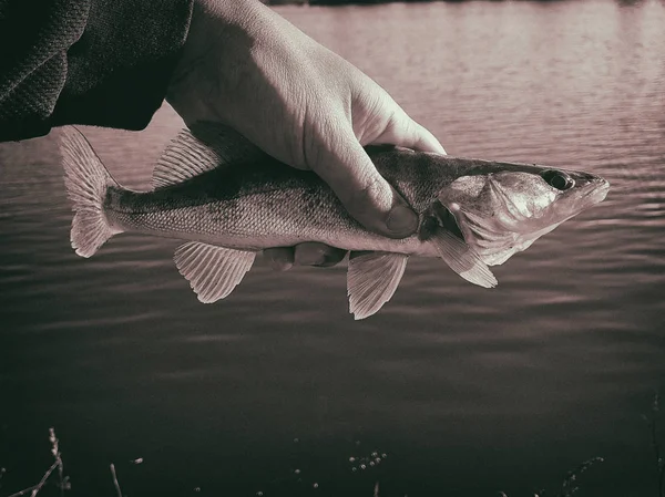 Caught fish in the hand of a fisherman — Stock Photo, Image