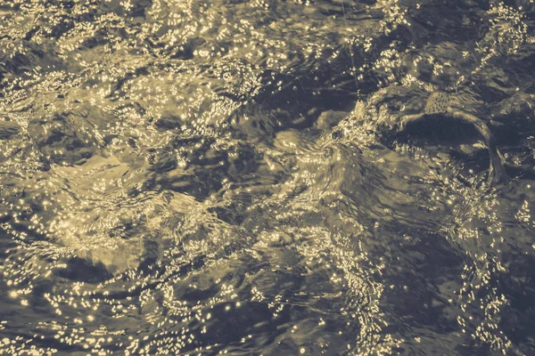 Vissen op forel in de rivier van de berg — Stockfoto