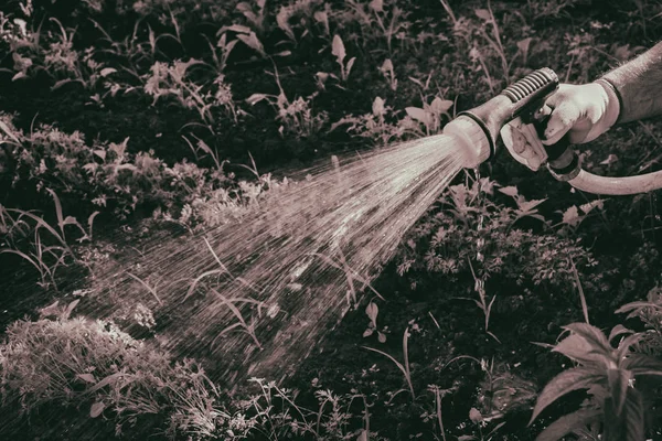 Menyirami taman — Stok Foto