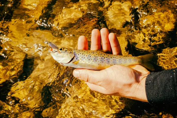 Pesca alla trota in un fiume di montagna — Foto Stock