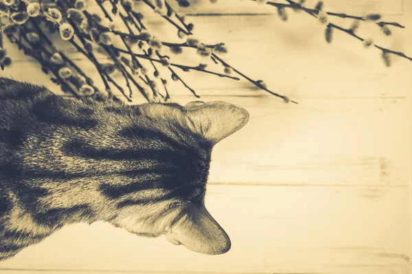 Bela bengala gato — Fotografia de Stock