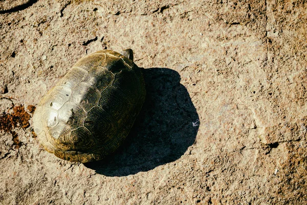 Marsh sköldpadda — Stockfoto