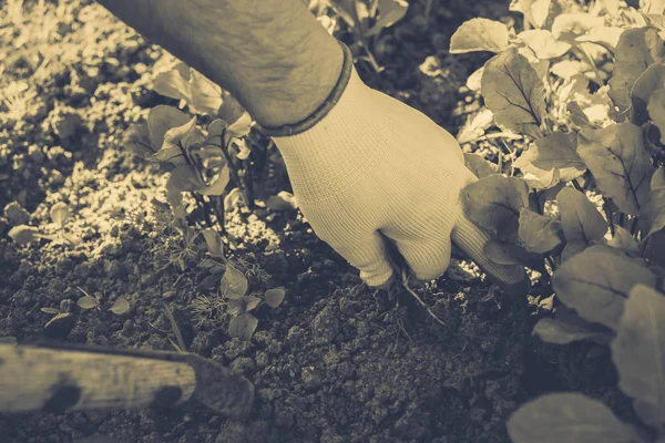 Nemen en grooming voor de tuin en groenten — Stockfoto