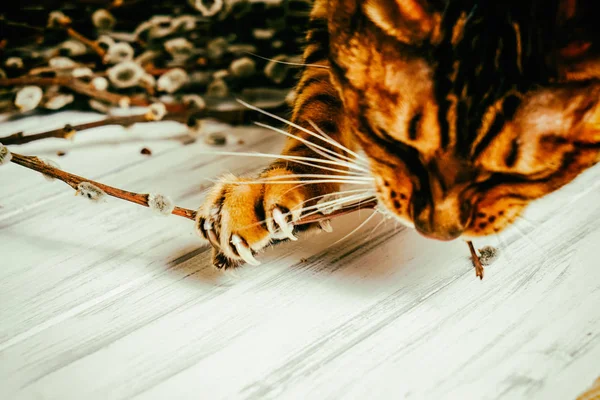 Gato em um fundo de madeira. Salgueiro — Fotografia de Stock