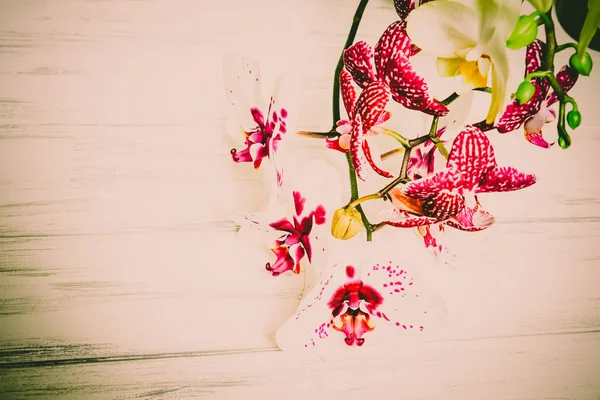 Vackra blommor på en trä vit bakgrund — Stockfoto