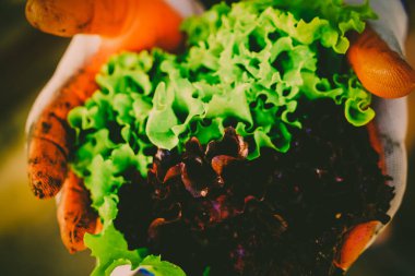 Bahçe Kur ve Sebze Bahçesi