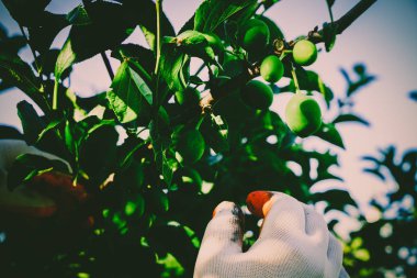 Bahçe Kur ve Sebze Bahçesi