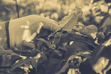 Bahçe Kur ve Sebze Bahçesi