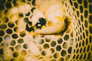 Bir balıkçı tarafından alabalık yakaladı