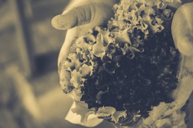 Bahçe Kur ve Sebze Bahçesi