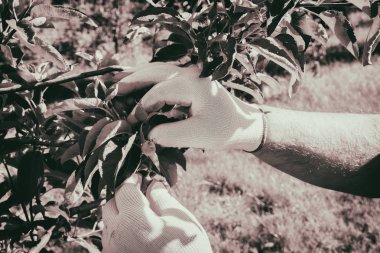 Bahçe ve Bahçe bakımı