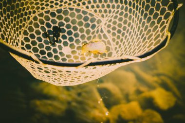 Bir balıkçı tarafından alabalık yakaladı